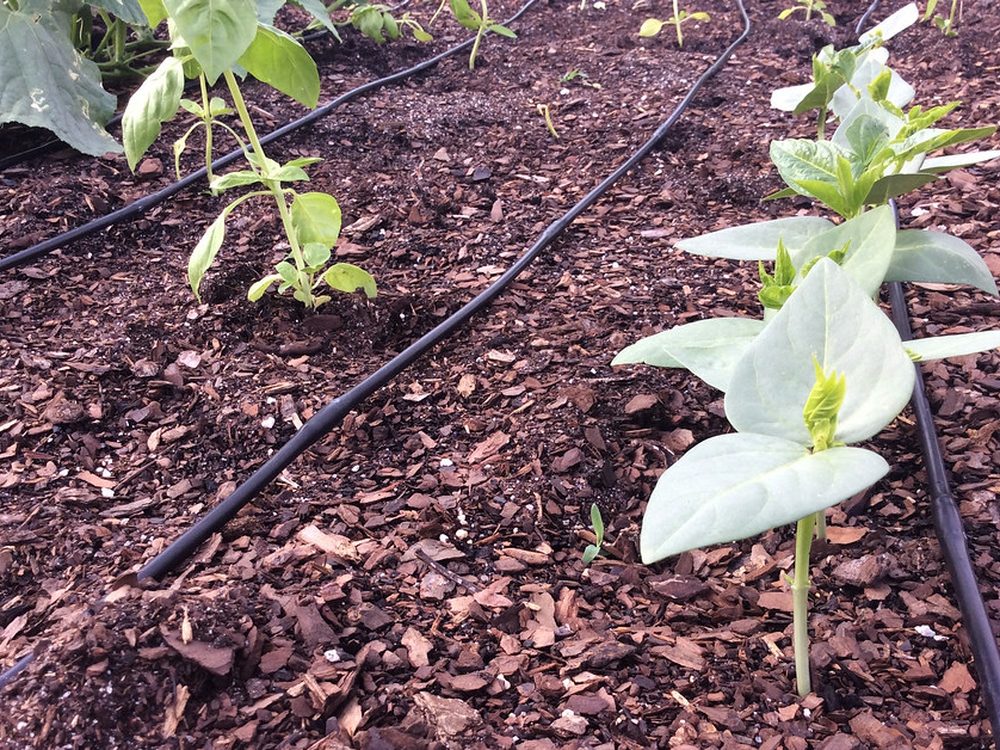 Drip irrigation delivering water to the root
