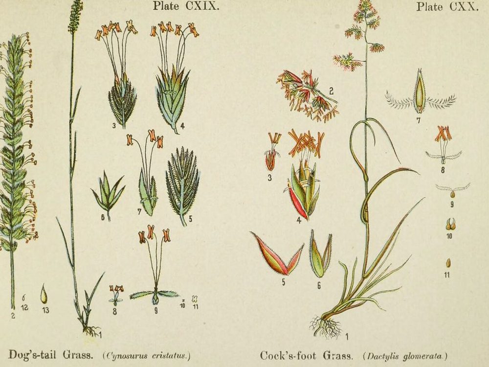 Native and adapted ornamental planting