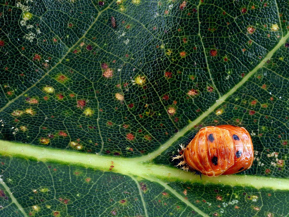 Ladybird — natural, beneficial pest control